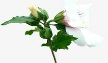 我爱百合花_400字