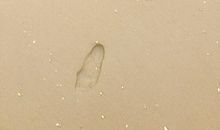 走自己的人生之路_900字