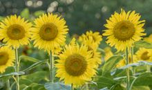 逝语(1) 分离，只因爱[上]_1200字