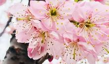 泥土的遐想_650字