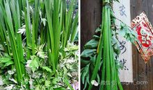 端午节好段好句：插菖蒲_800字