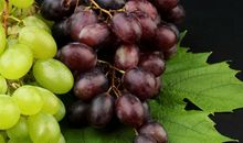 葡萄果味（引子）_150字