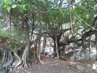 庭院里还有老榕树。