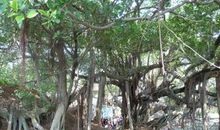 还有那庭院的老榕树_800字