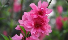 花谢花开（一）_900字