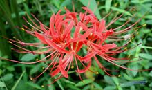 花谢花开（二）_750字