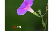 牵牛花没有固定的寿命_250字