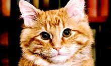 图书馆里的猫_500字