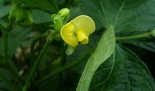 花之法典?红豆绿豆_3000字