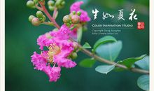 生如夏花（三）_800字