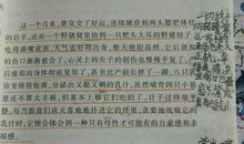 《狼王梦》续写_2000字