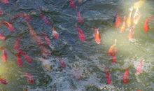 放生小金鱼_500字