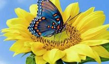 枯草如蝶_2000字