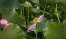 雨中的叹息_900字