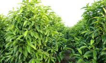 树儿与雁儿_650字