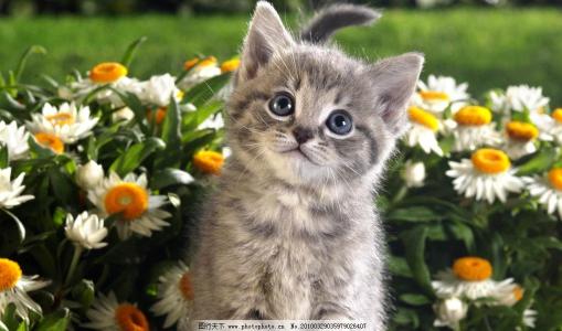 花猫_600字