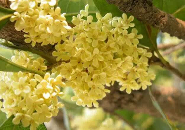 桂桂花_500字