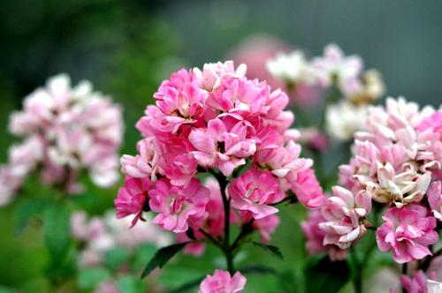 第一部小说：两朵花打开_650字