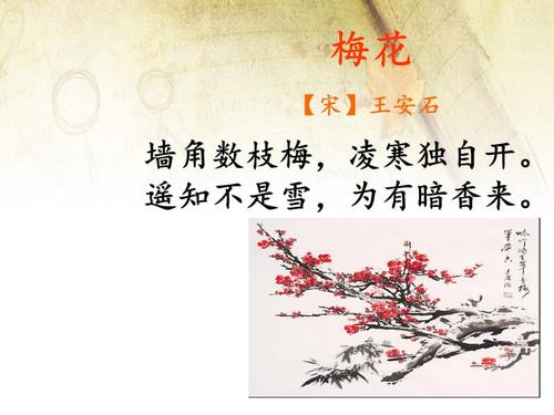 梅花_800字