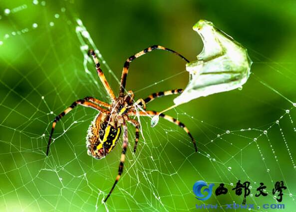 三年级诗：蜘蛛_50字