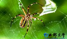 三年级诗歌：蜘蛛_50字