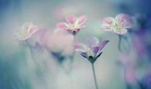 关于春天的作文：美丽的春天_350字