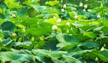 关于春天的作文：春雨的希望_700字