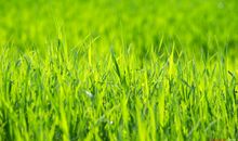 关于春天的作文：春天的田野_450字