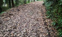 秋天的风雨_250字