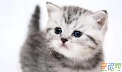 我的家人的小猫_450字