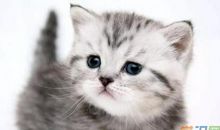 我家的小猫_450字