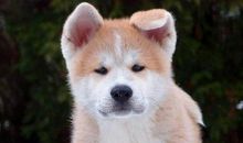 不幸的小狗_350字