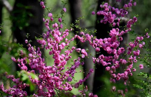 春天花端口_500字