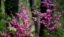 春天的花港_500字