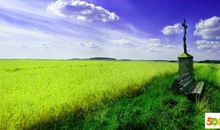 春天的脚步_350字