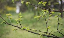 聆听春天的足迹_1200字