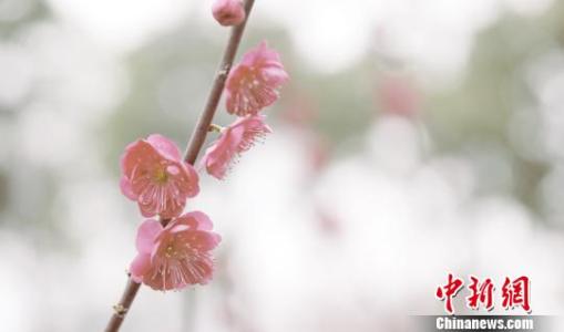 校园的春天_1000字