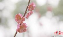 校园的春天_1000字