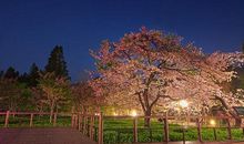 阿里山的春天1_600字