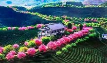 阿里山的春天3_450字