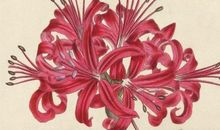 彼岸花，守望_1500字