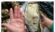 大大的手掌_800字