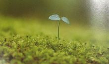 描写春天景色的句子