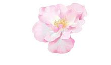 与春光关联的词组：