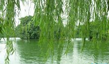 关于春天的比喻句