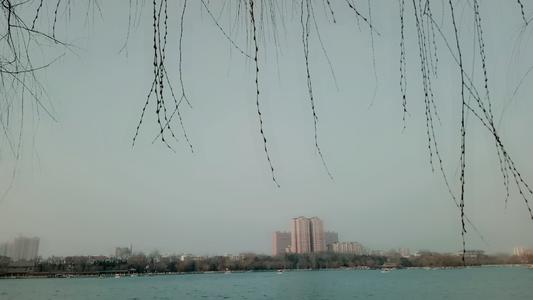 春天的组成：吹脸不冷，柳树风_900字