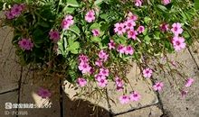 秋天的小院_250字