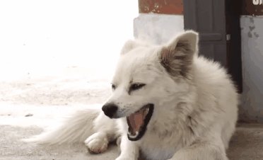 我的家人的小狗 - 小黑_350字