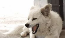 我家的小狗——小黑_350字