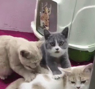 邻居的猫_550字